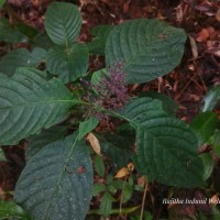 Gymnostachyum paniculatum T.Anderson